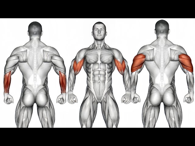 Full Arm Workout: Build Bigger Biceps, Triceps & Forearms (Easy & Effective)