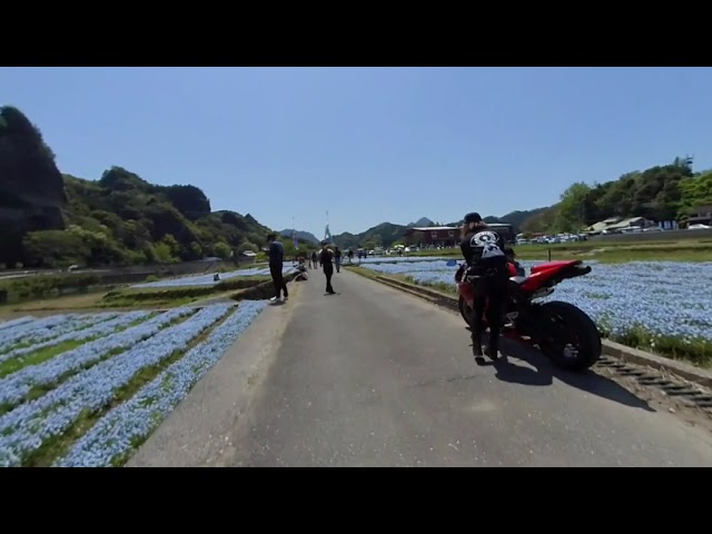 青の洞門にあるネモフィラ畑【VR180】Nemophila field at the Blue Cave.　Japanese pronunciation [aono doumon],