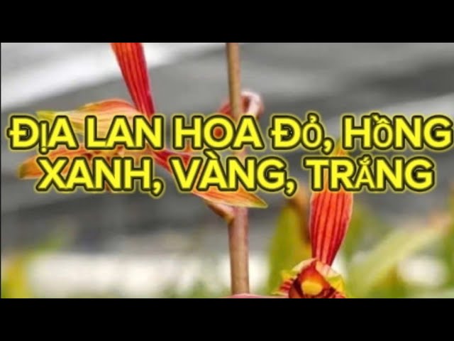 CHÚC MỪNG Valentine, ĐỊA LAN VÍP GIÁ RẺ, LAN KIẾM PHAN TRÍ RẺ - K912408397 - LAN RỪNG LÂM