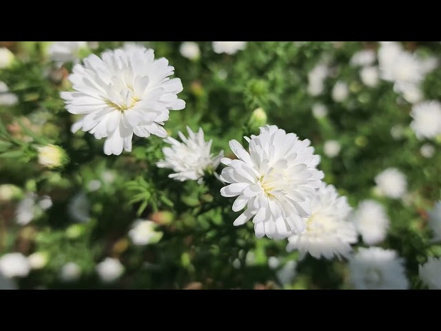 #Seoul #TtukseomHangangParkGardenExpo October’s #PriorityKorea (Asta) white flowers