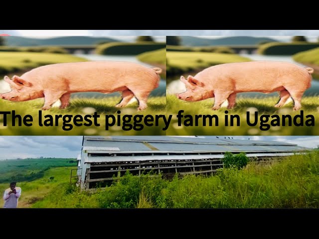 The largest piggery farm in Uganda