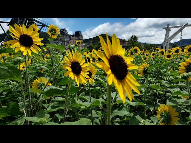 VR: Sunflowerfield  Huis ten bosh (Nagasaki)