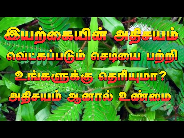 #shameplant வெட்கப்படும் செடியை உங்களுக்கு நியாபகம் இருக்கா? #shameplants #herbal  @TN99VALIKATTI