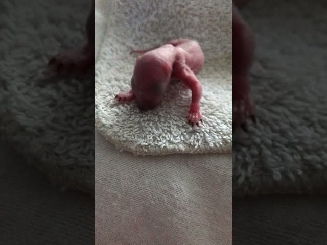 Baby squirrel the day she was rescued .can't believe she was so tiny .