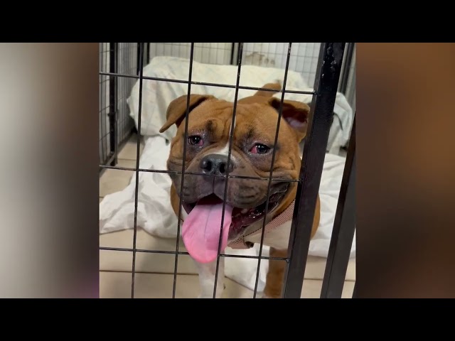 Video of adoptable pet named BULL