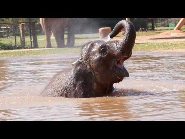 The Playful Antics of Baby Wan Mai - ElephantNews