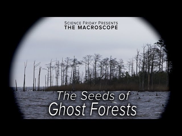 The Seeds of Ghost Forests