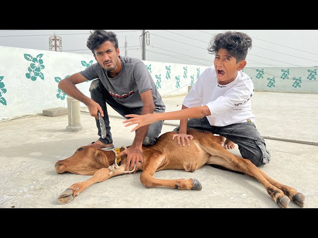 Baby Cow ki BBQ Bnali?🤬Prank on Vampire