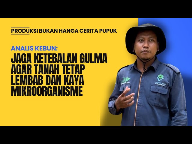 GULMA DI KEBUN SAWIT JUGA MEMBANTU PENINGKATAN PRODUKSI TBS