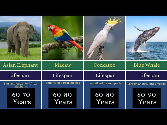 Longest Lifespan of Animals