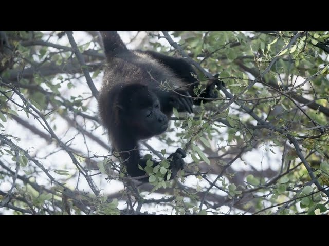 Howler Monkeys Eating Leaves in Costa Rica's Lush Rainforest | Wildlife in Action