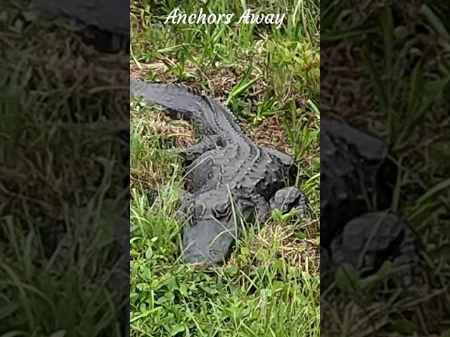 We Got WAY Too Close to a Florida Gator and This Happened