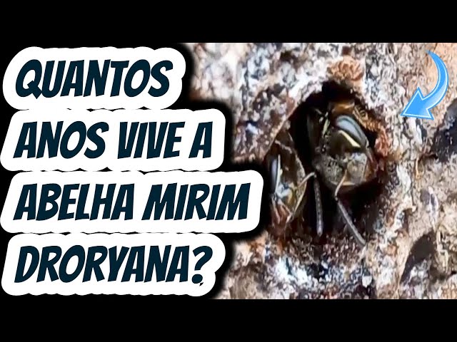 Quantos dias vive a abelha sem ferrão mirim droryana? Quanto tempo vive? qual  expectativa de vida?