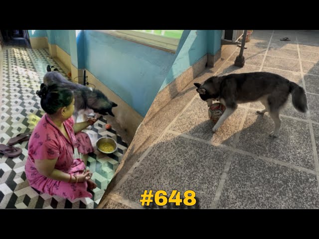 Mayer Hatey Dora 🐶 Khachhe Dekho #dailyvlog