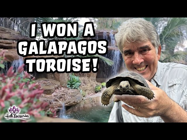 I won a Galapagos Tortoise at Crocfest Auction