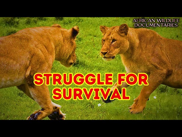 Wild Sundarbans: Survival in the Mangrove Maze