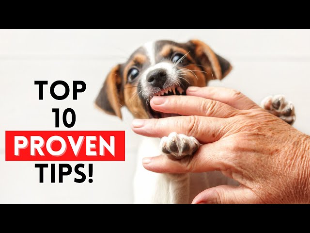 How to QUICKLY Stop Your Puppy From Biting!