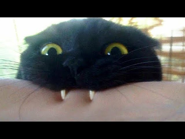 Funny cats video compilation 💞 Cute cats videos