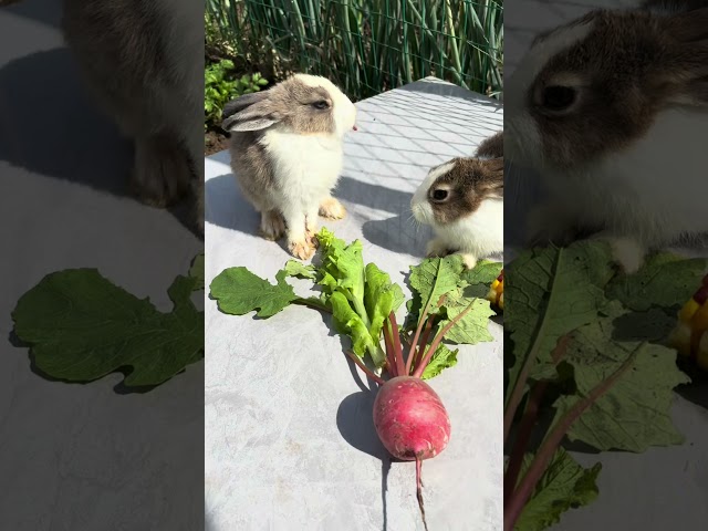 Bunny in the countryside