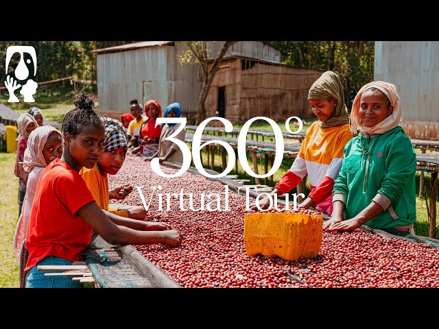 Daye Bensa Coffee [Hamasho] - TYPICA's 360° Virtual Tour