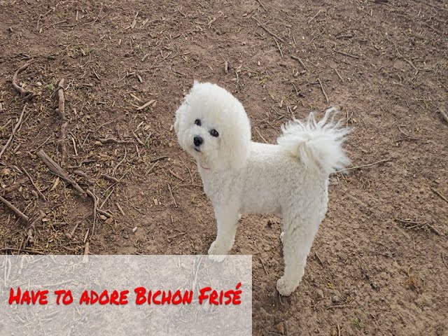 Our Bichon Frisé at the Dog Park #Bichon Frisé