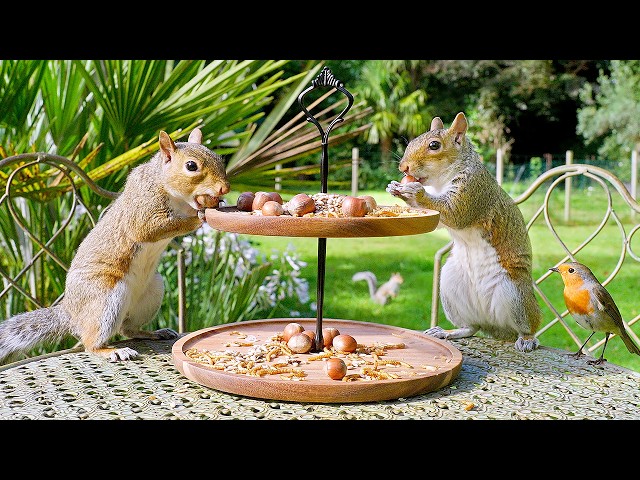 Cat TV No Ads 🐿️ Afternoon Tea Party for Squirrels & Birds 🕊️ TV For Dogs (4K HDR)