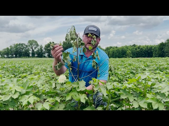 Facts from the Field - Insights from a cotton field in West Tennessee