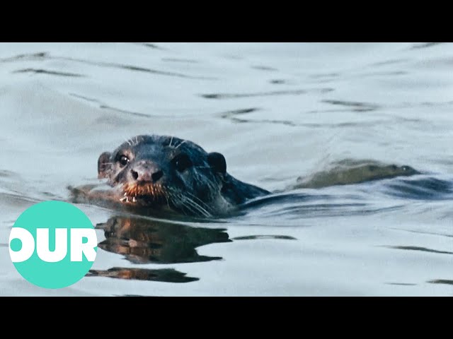 Two Minutes Of Otters Frolicking In The Water | Our World