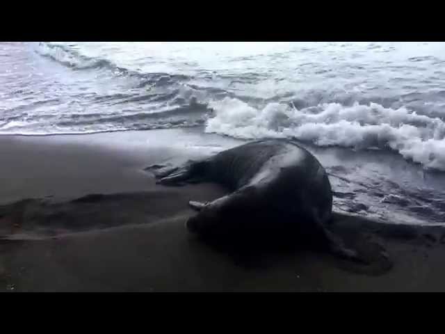 Hawaiian Monk Seal at Olowalu, Maui