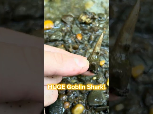 My Biggest Goblin Shark Tooth So Far! Fossil Hunting A New Jersey Creek! #fossilhunting #sharkteeth