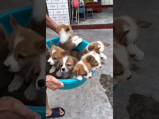 A pot of corgis is too heavy  Do you want to raise one Corgi puppies, short legged corgis, short le