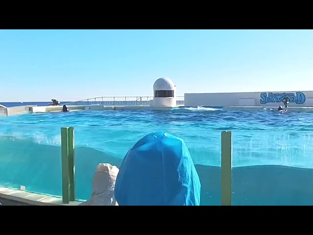 Kamogawa SeaWorld Killer Whale Show - Japan Trip