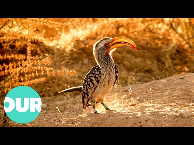 Nocturnal Secrets Of The Desert | Extraordinary Animals | Our World