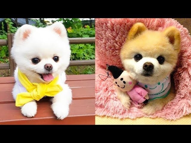 Baby Dogs - Cute and Funny Dog Videos Compilation HD