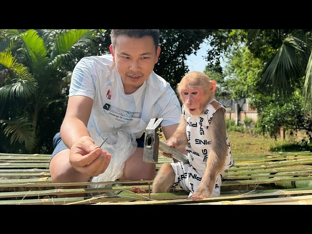 Super monkey Bibi helps Dad build a bamboo house!