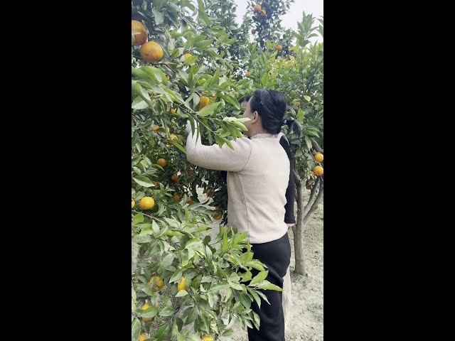 9 younger sister held a meeting  cousin helped pick fruit# do you want to eat# his orchard# tastes