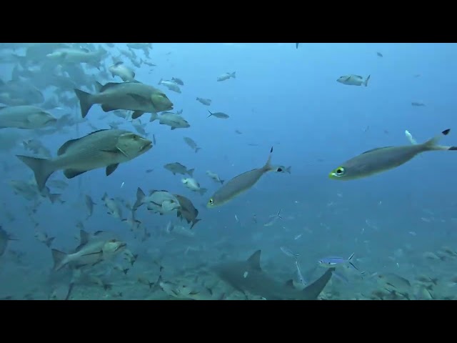 Scuba diving in Fiji