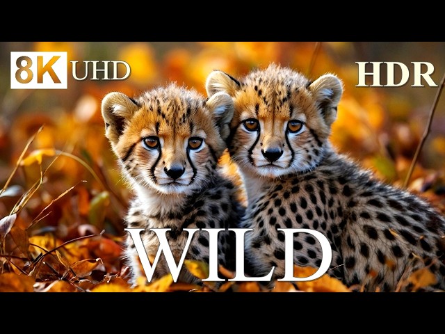 WILD ANIMALS WORLD 8K HDR – WILDLIFE ADVENTURES