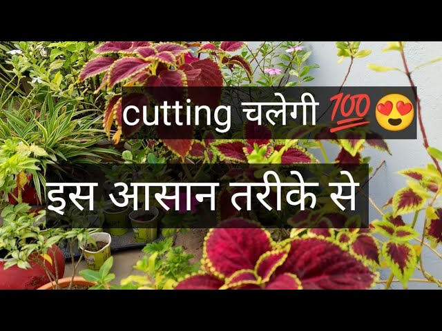 cutting लगाने का आसान तरीका 💯#motivation #beautiful #plant #flowers