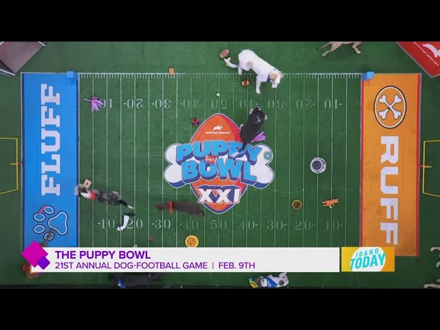 It's Fluff vs. Ruff at this year's Puppy Bowl!