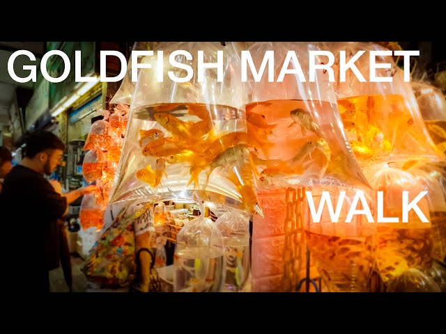 Hong Kong's Goldfish Market!