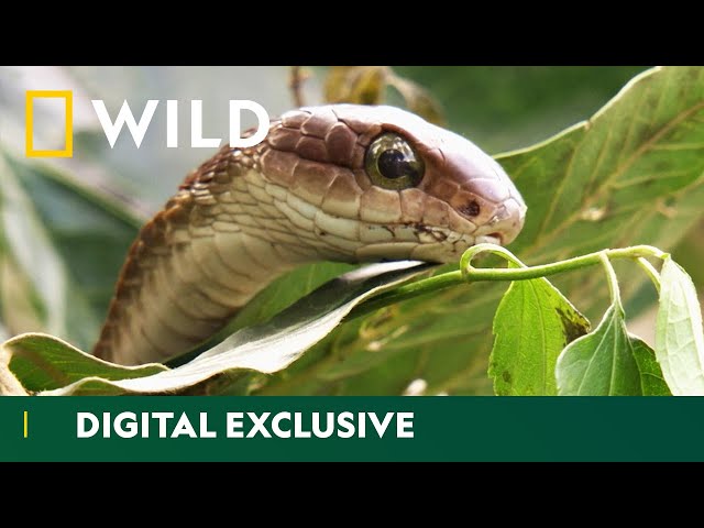 Catching A Sneaky Boomslang Snake | Snakes In The City | National Geographic WILD UK