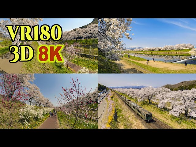 [ 8K 3D VR180 ] 白石川堤一目千本桜 Shiroishi river embankment and 1000 Cherry Trees at a glance