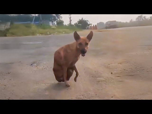 The legless dog blocked the road to beg for food. When he knew the reason, he cried.