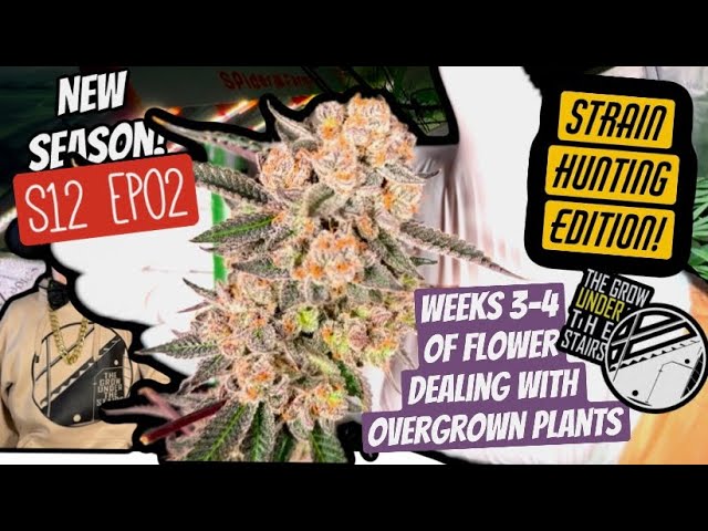 S12 E02 : Strain hunting season  + weeks 3-4 of flower for 12 plants + Alaska museum -Spider Farmer?