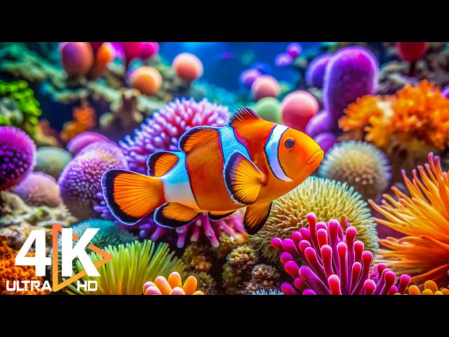 Aquarium 4K VIDEO (ULTRA HD) 🐠 Beautiful Coral Reefs & Gentle Melodies for Relaxation