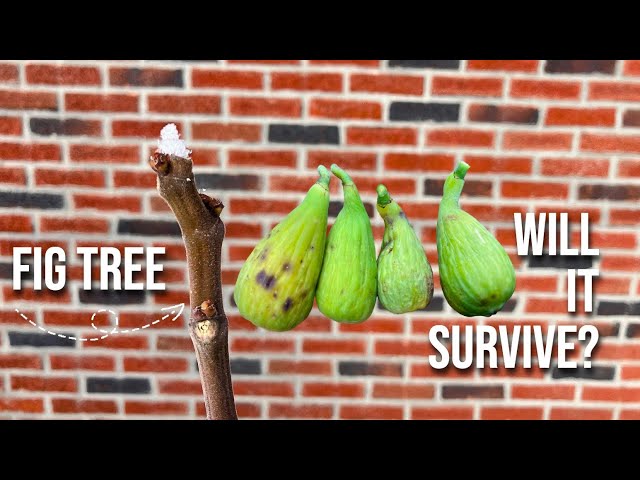 This Will Make Your Fig Tree More Cold Hardy: Seriously.