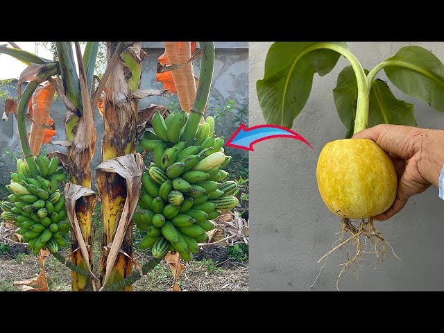 Grafting Banana with Cucumber get a lot of  Banana with Cucumber fruit