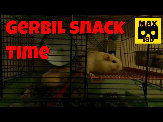 Cute gerbils eating snacks (VR180 - 3D)