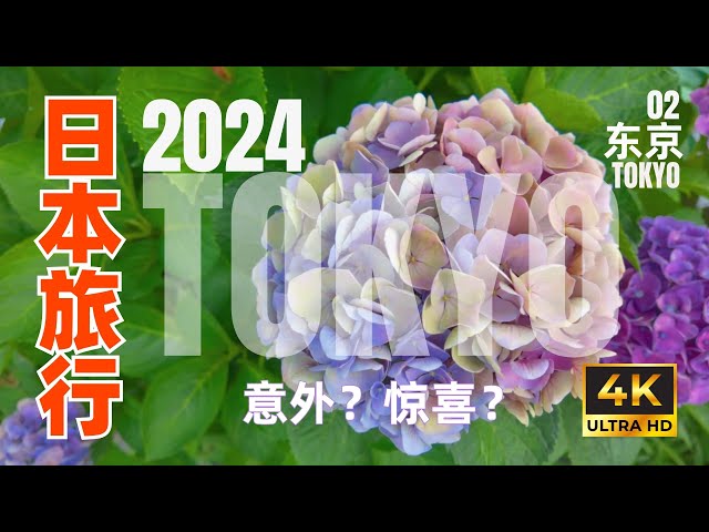 2024 Japan Trip 02 Flower Hunting, Shopping and Eating｜Hakusan Shrine｜Ueno Park｜Shibuya [4K HDR]